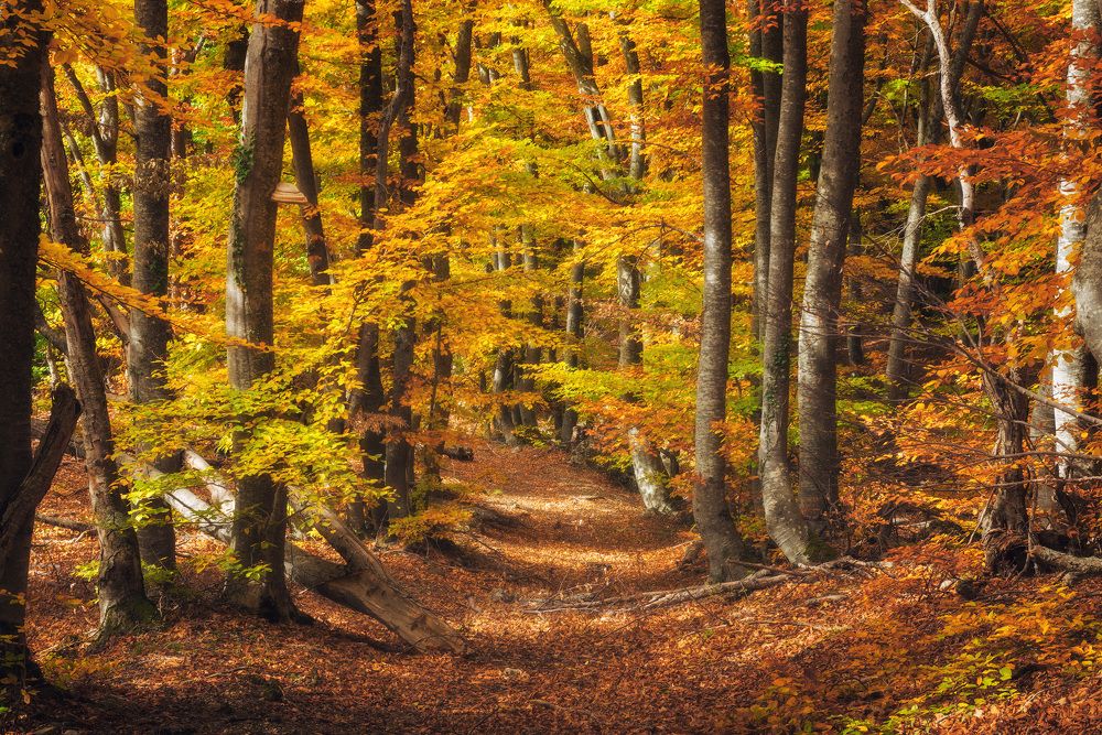 Буковый лес