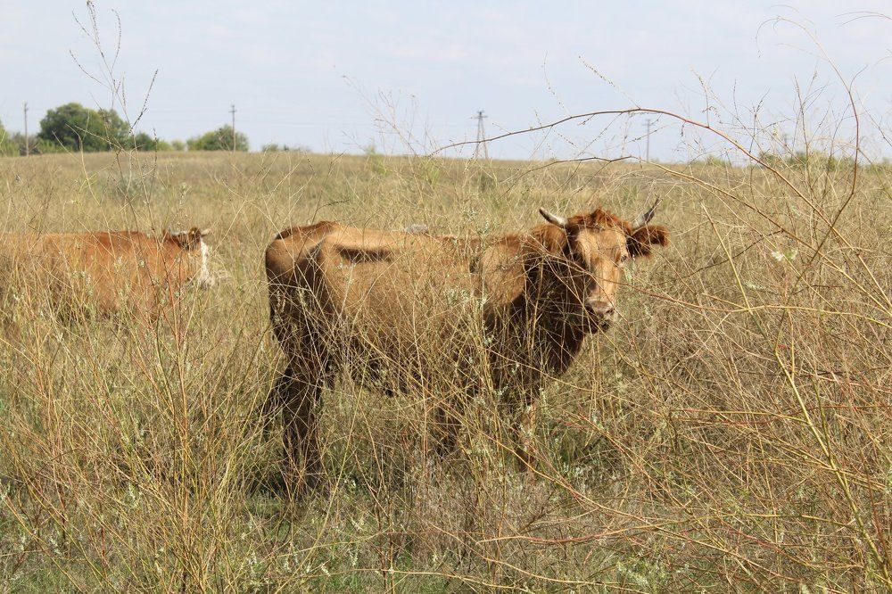 буренки на выпасе