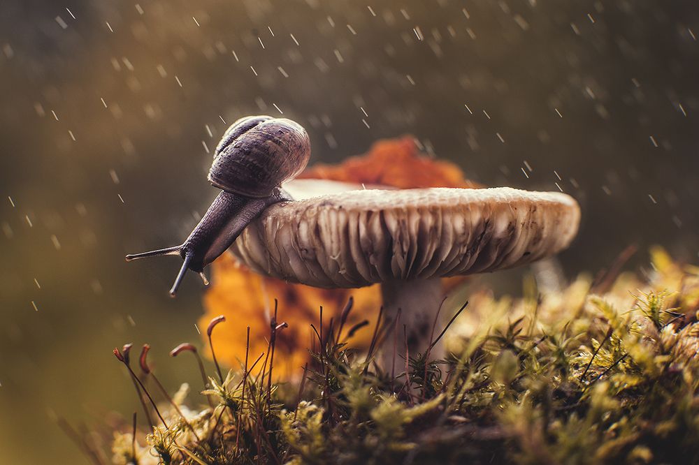 Грибной дождь в осеннем лесу.