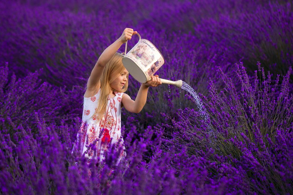 В лавандовом поле