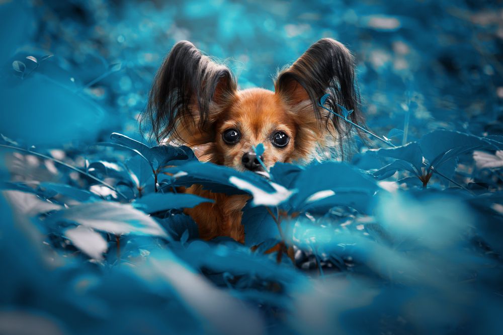 В сказочной стране