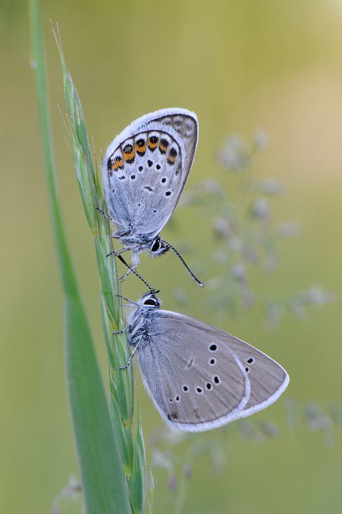 Поклон красавице.