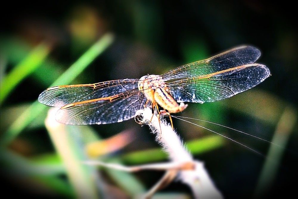 Dragonfly