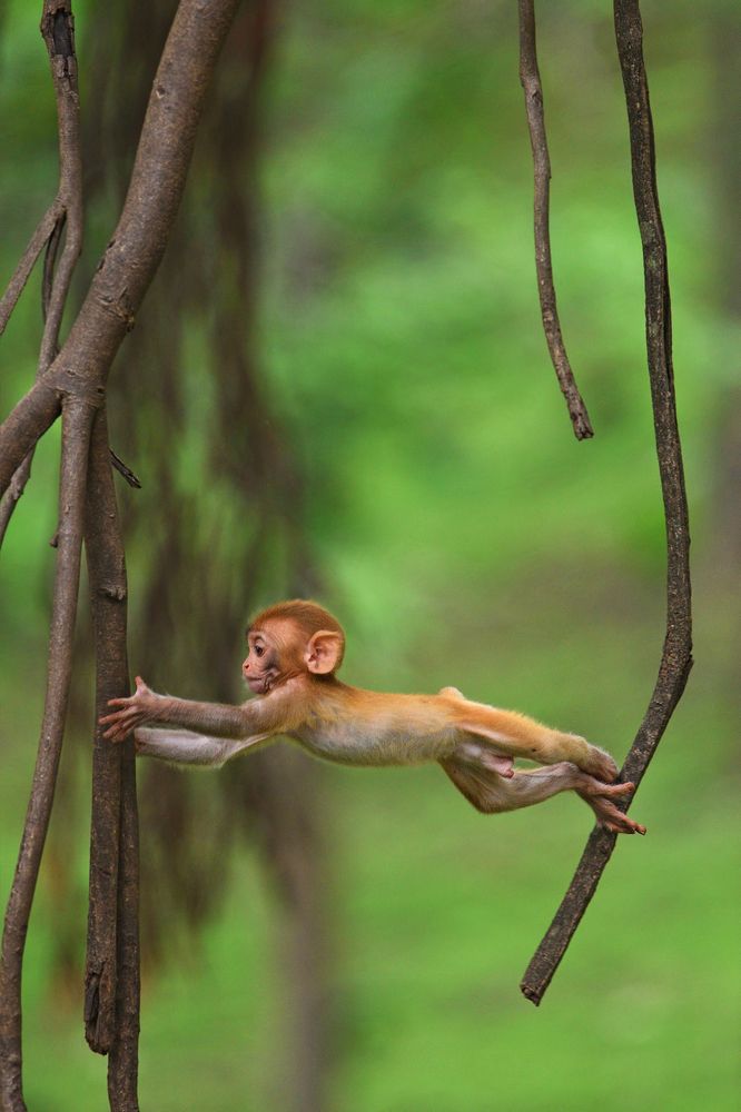 Tiny Bridge between generations and branches