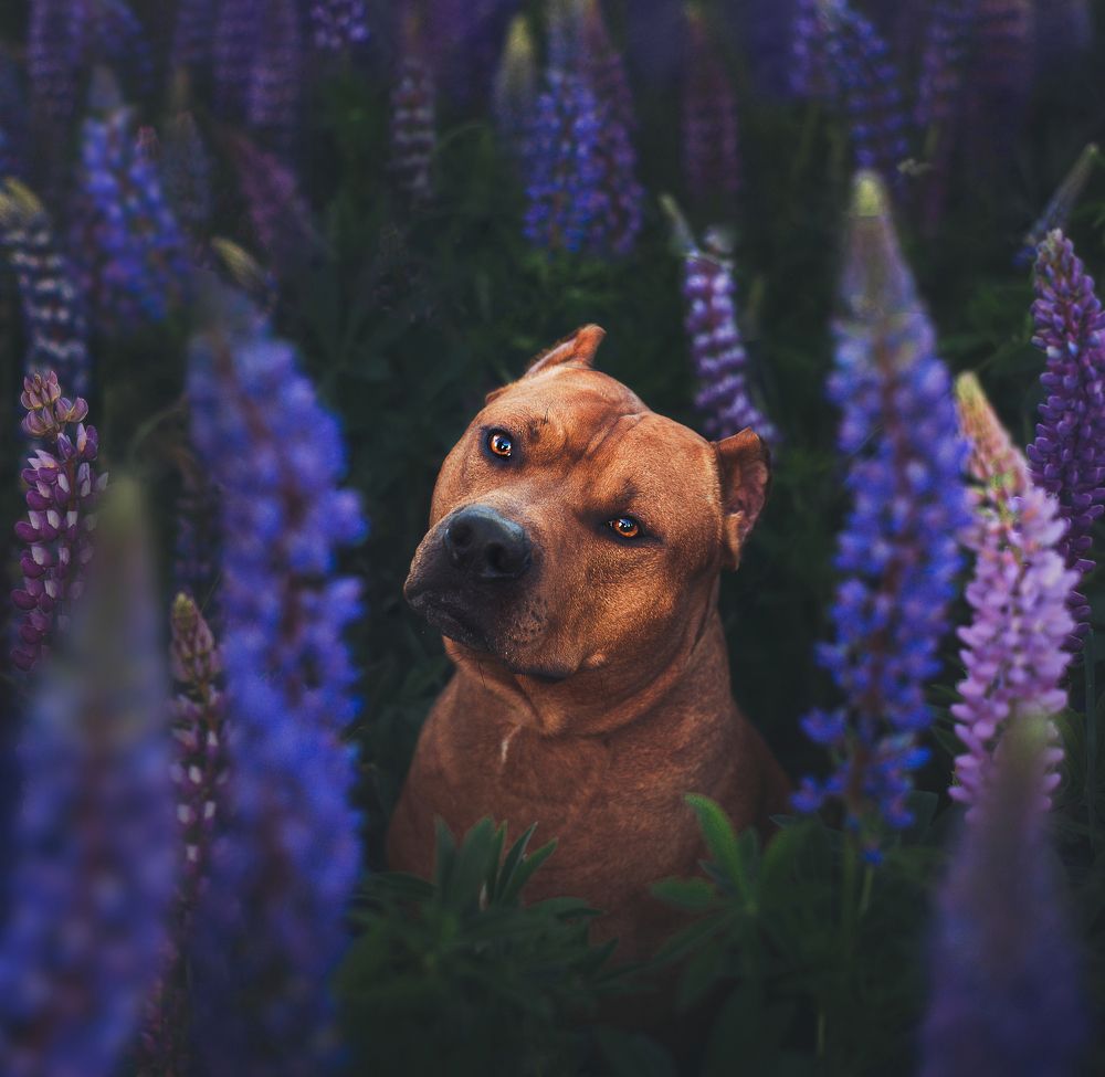 Руфус и весна