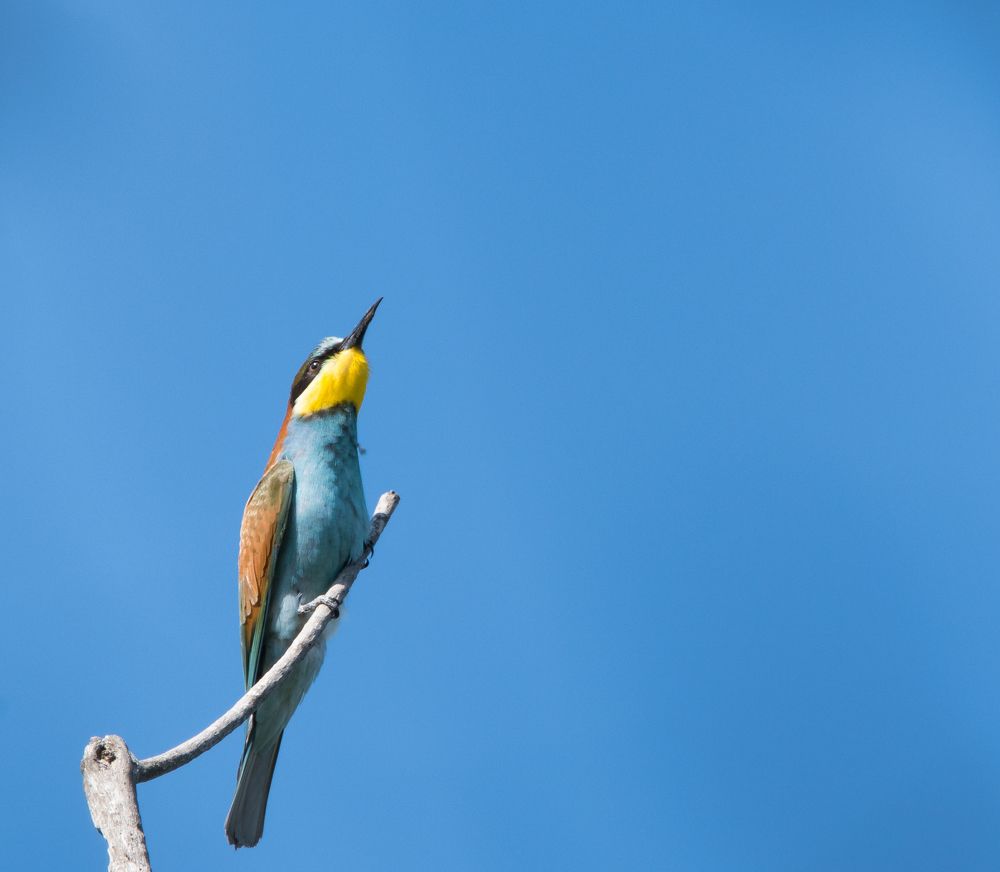Золотистая щурка \ European bee-eater \ Merops apiaster