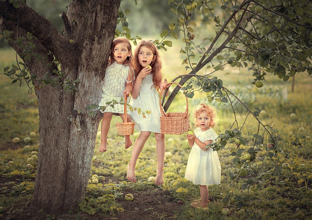 Три грации на сборке урожая