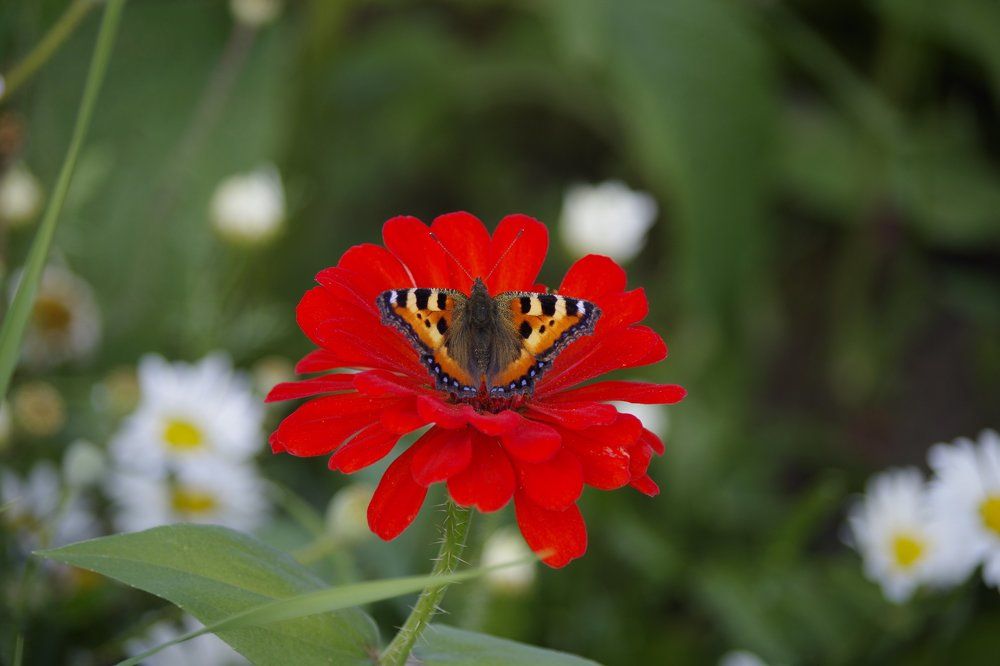Бабочка на красном цветке