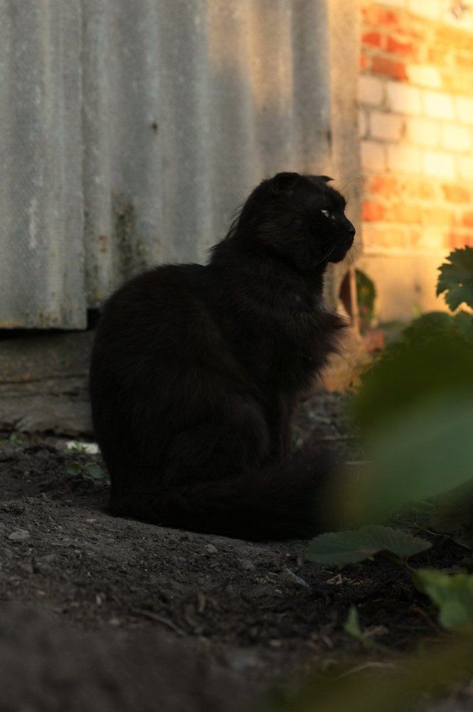 Котик Виски