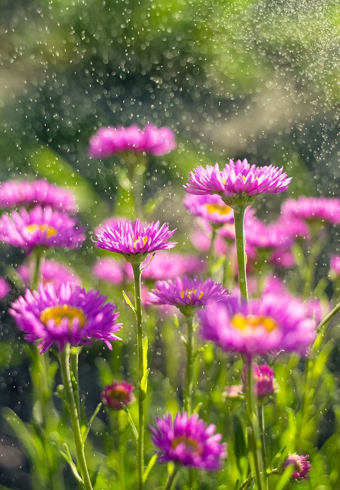 Photograph by Никанорова Ольга