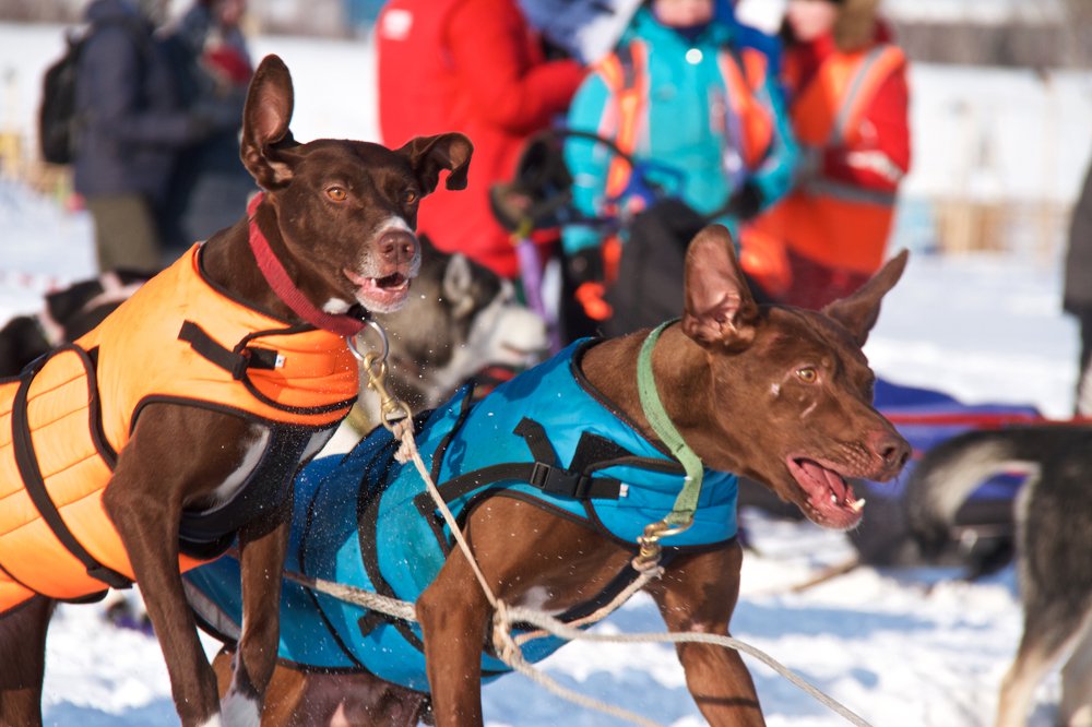 Бежать, чтобы бежать
