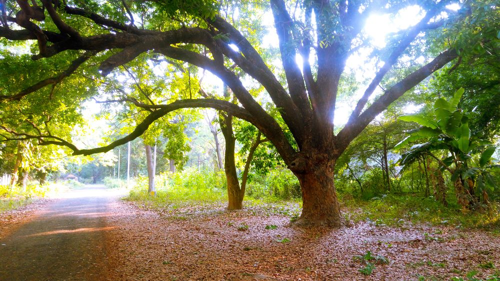 Nature's Ray of Hope