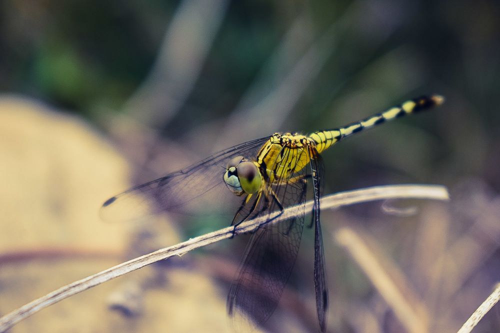 Dragon fly