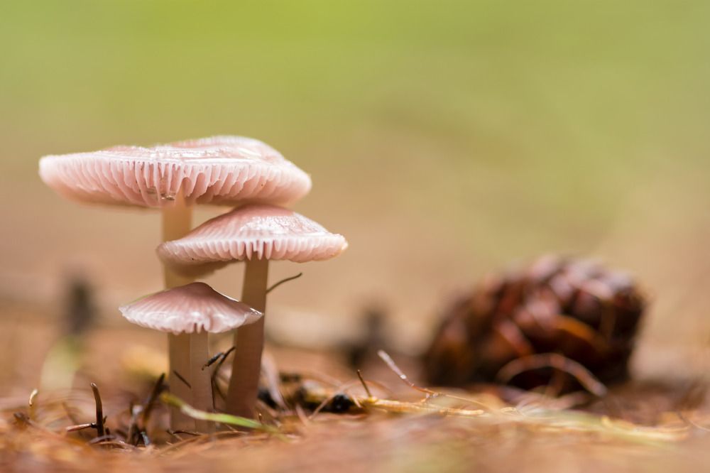 Фотография автора )I(yK