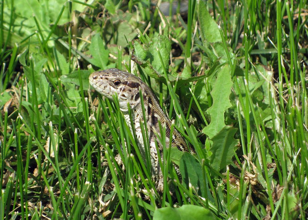 Маленький дракончик