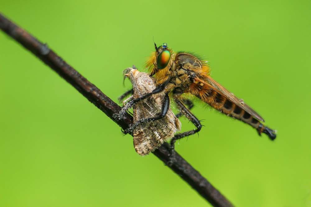 Robberfly with it's big kill