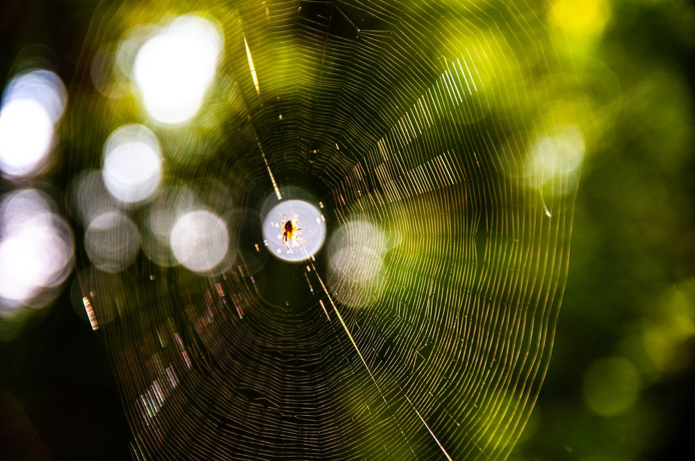 Утренний охотник