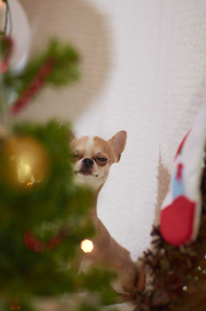 собака-подозревака