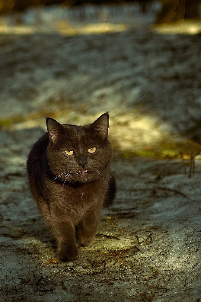 лесной охотник