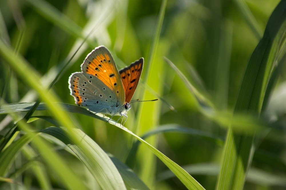 Рыжая красавица