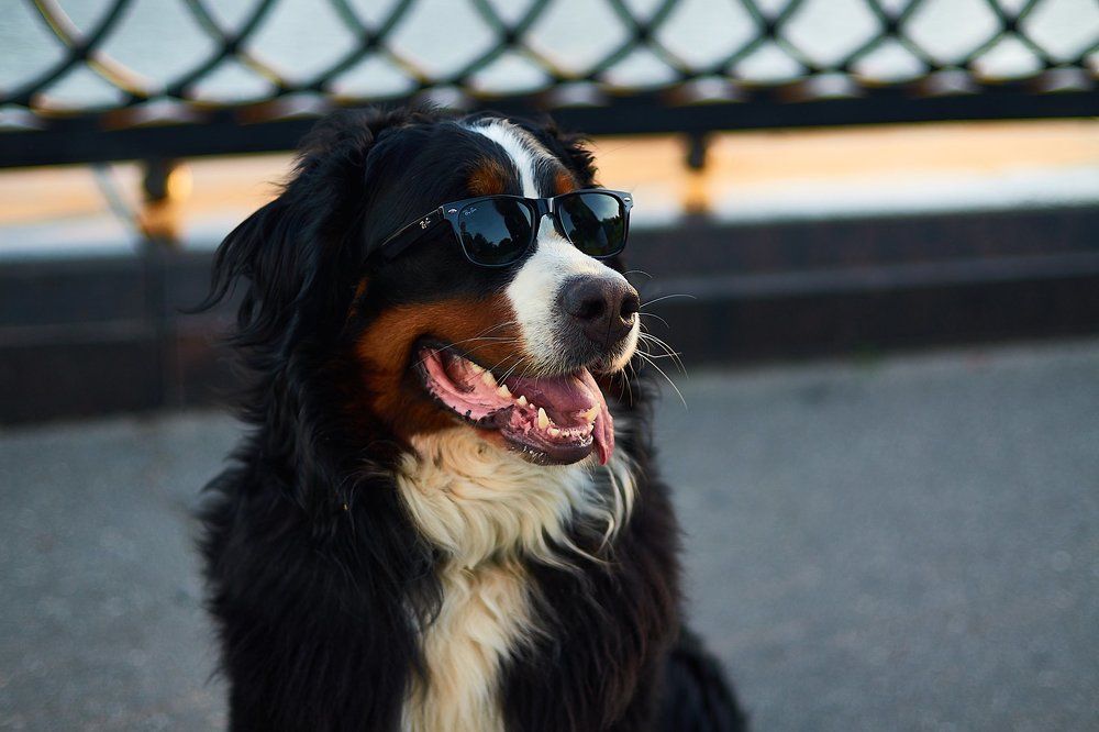 Вел-великолепный