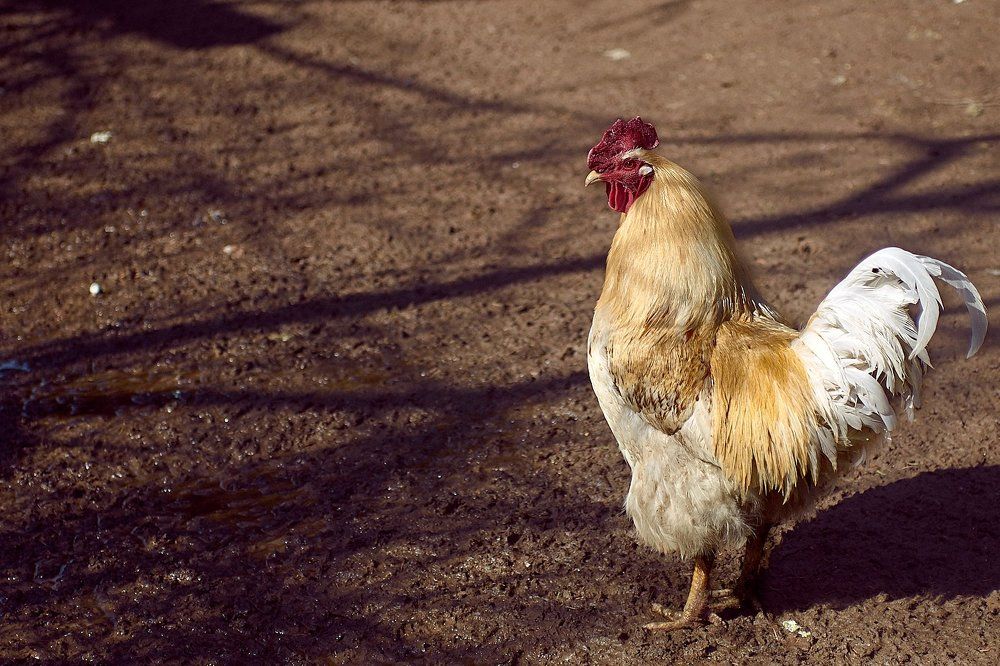 Петя-петушок