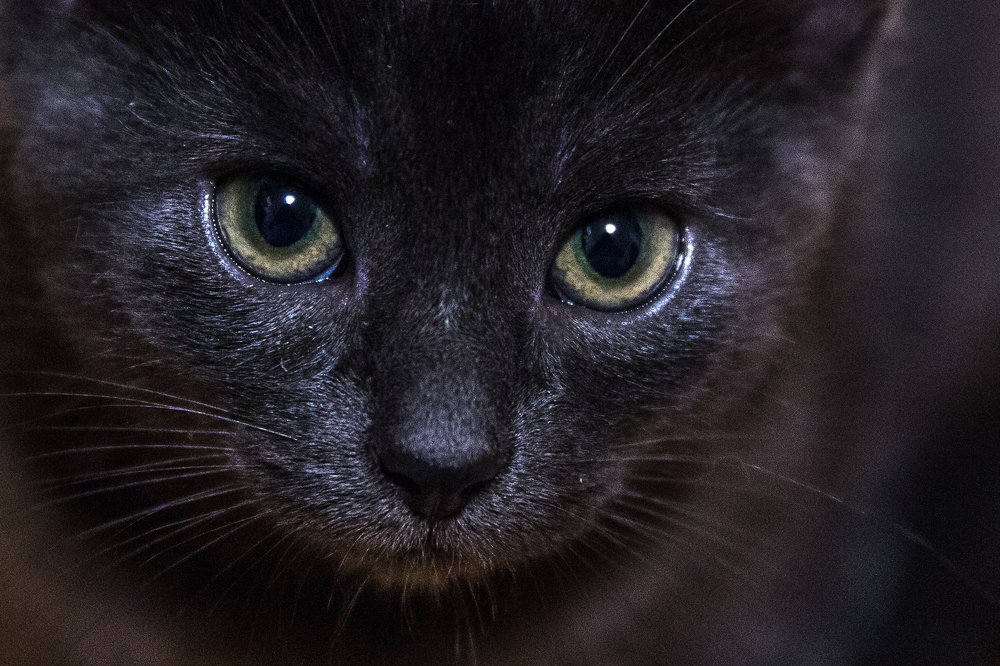 Фотография автора Гудкова Светлана