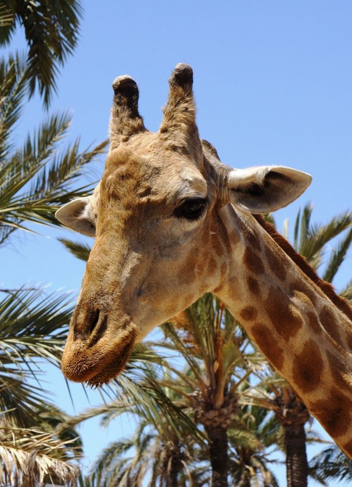 Жираф большой...