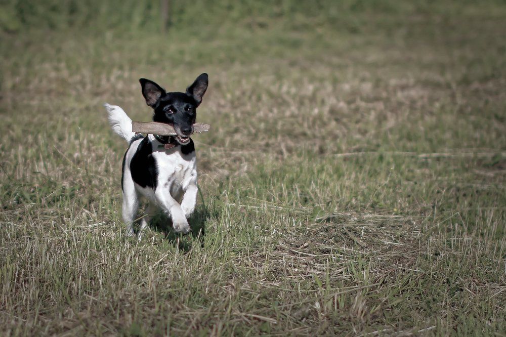 Наш дружок.