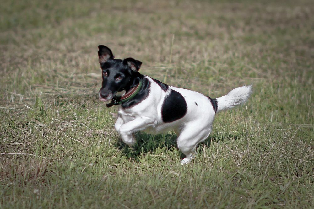 Наш красавец дружок.