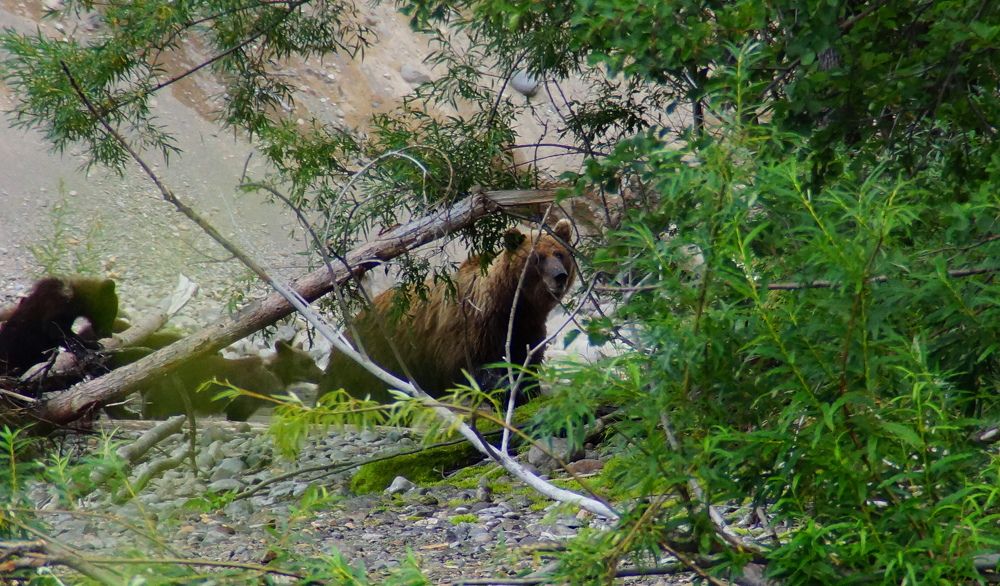 пошли домой