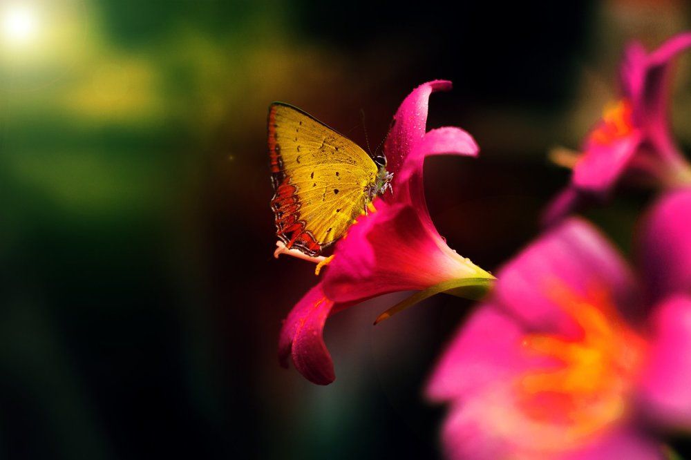 Beauty in Nature