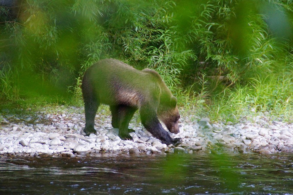 любопытный сосед