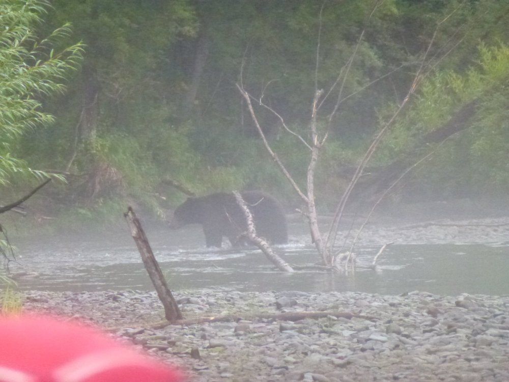 мишка в тумане