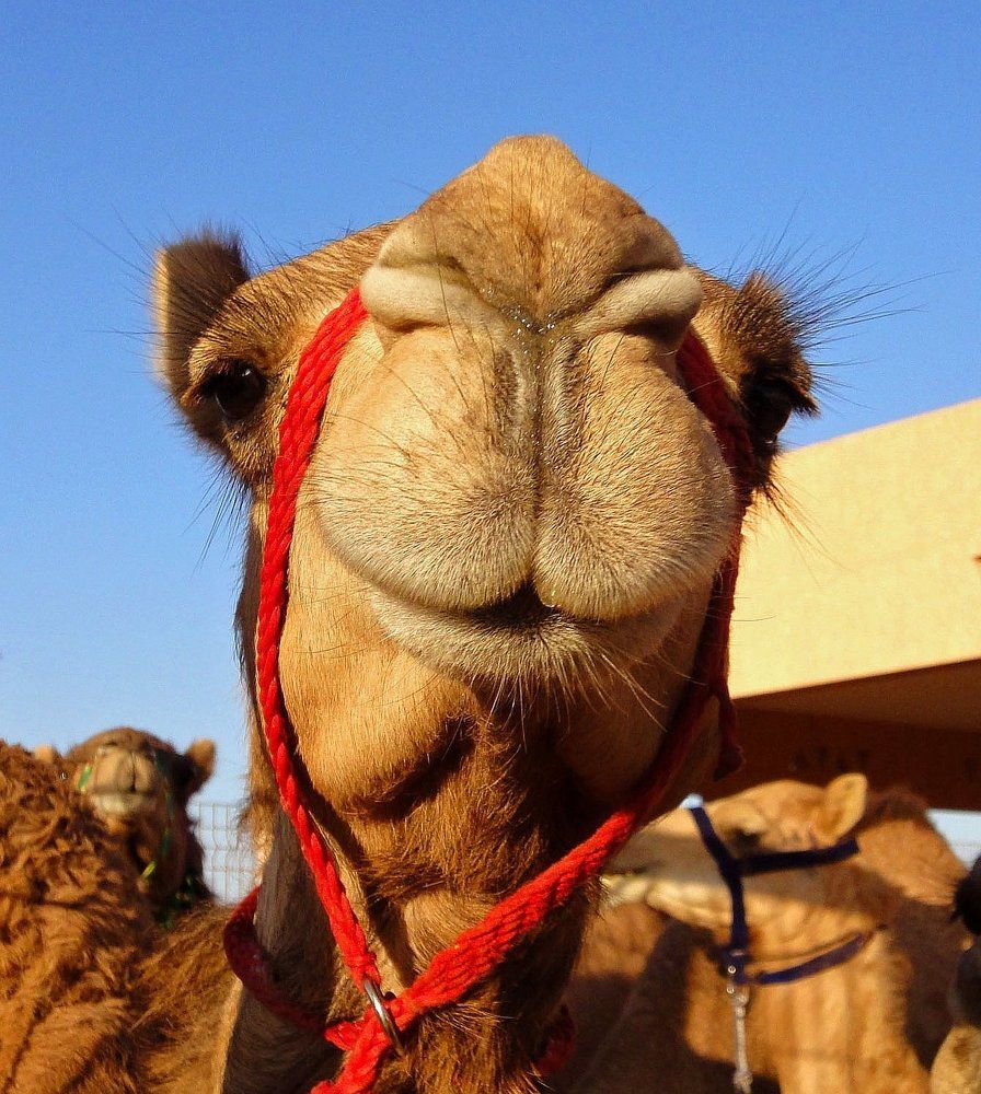 Верблюд