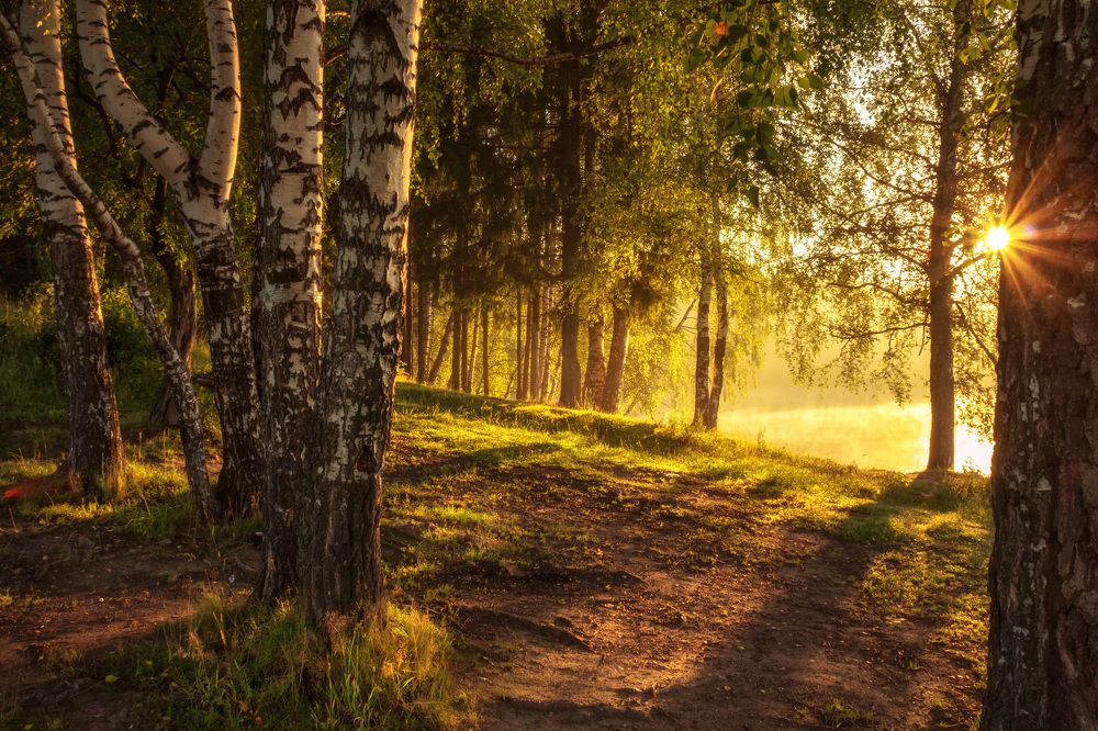 Рассвет в березовой роще