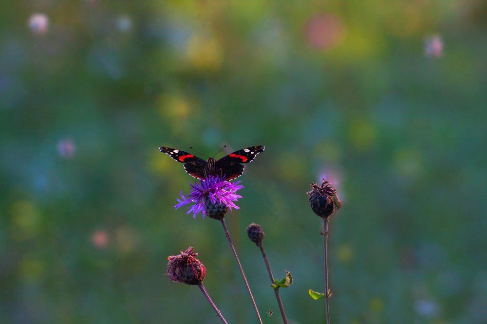 Photograph by Елена Алексеевна Тарасенкова
