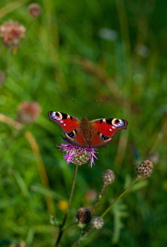 Photograph by Елена Алексеевна Тарасенкова