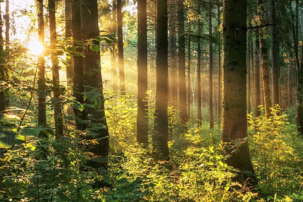 Туман в лесу