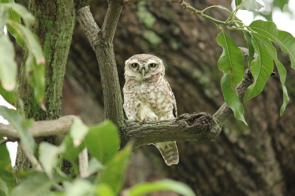 Owl