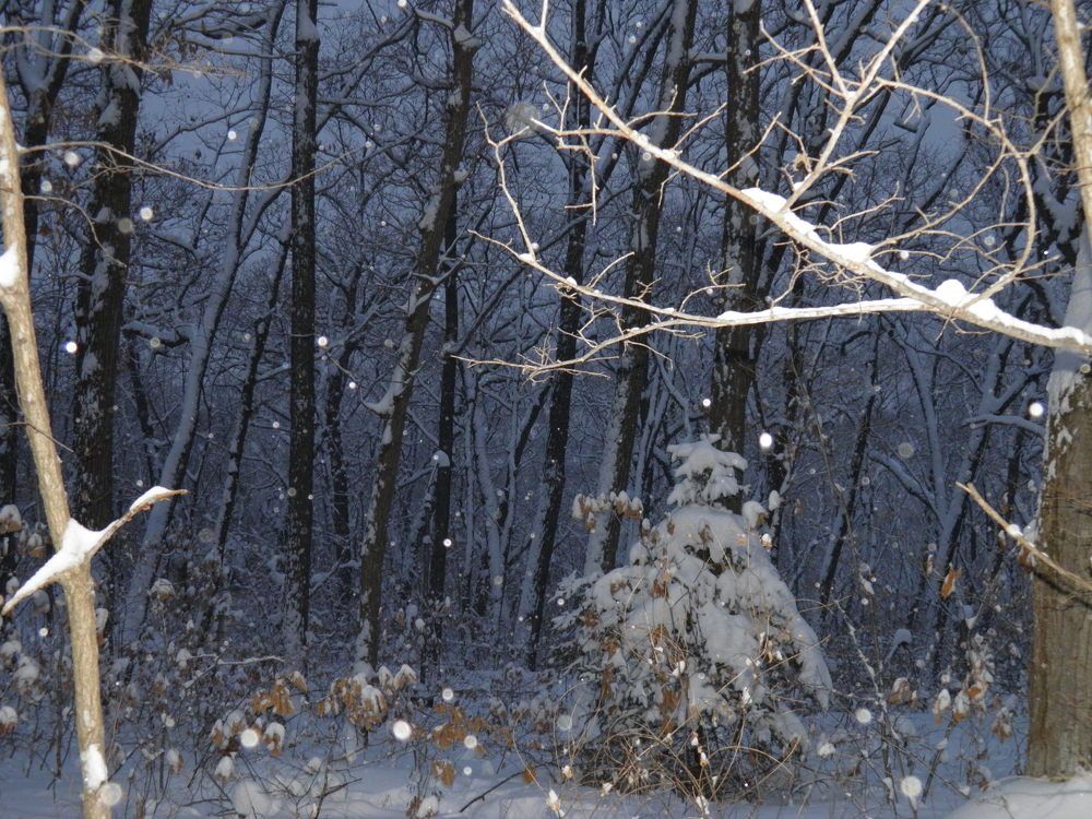 В Новогоднем лесу
