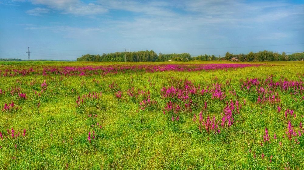Августовский цвет