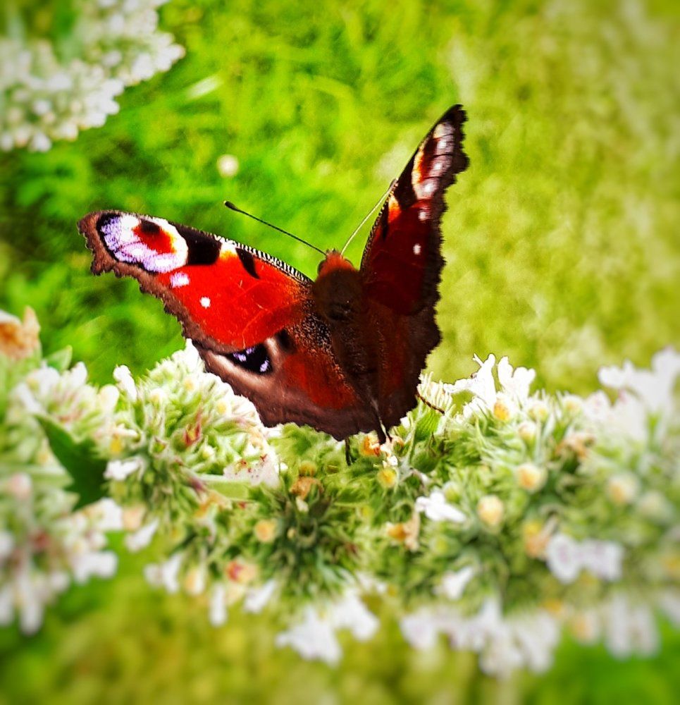 Photograph by Ирина К