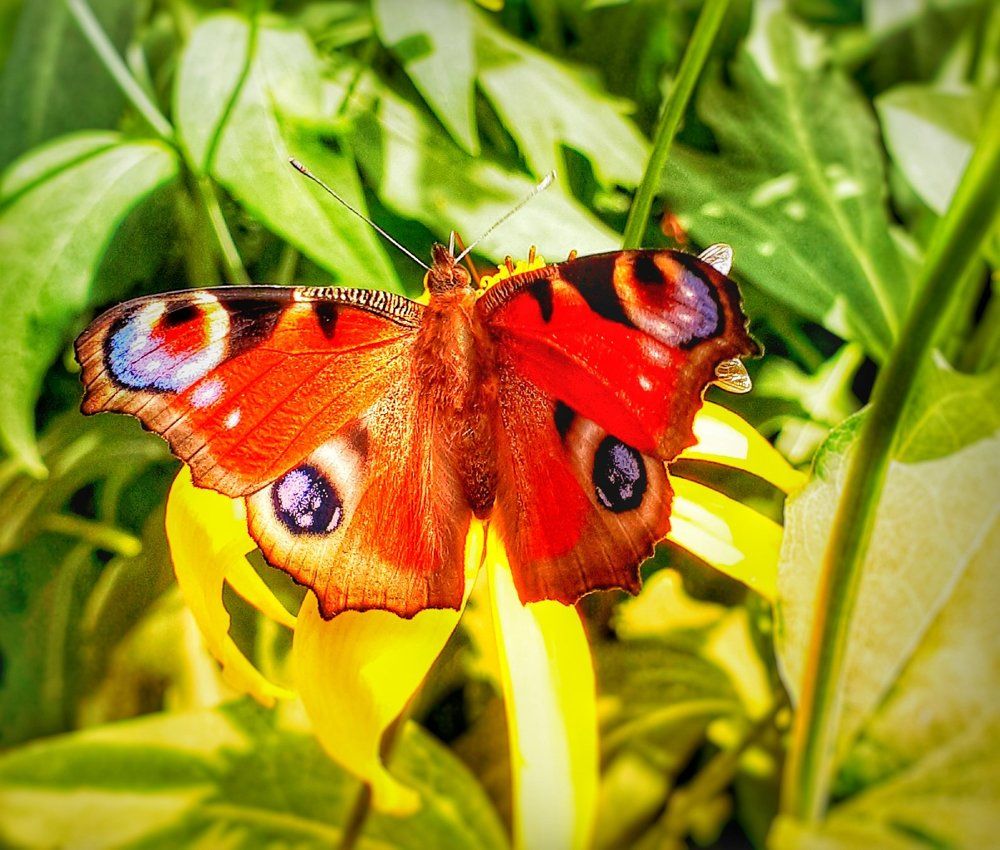Photograph by Ирина К