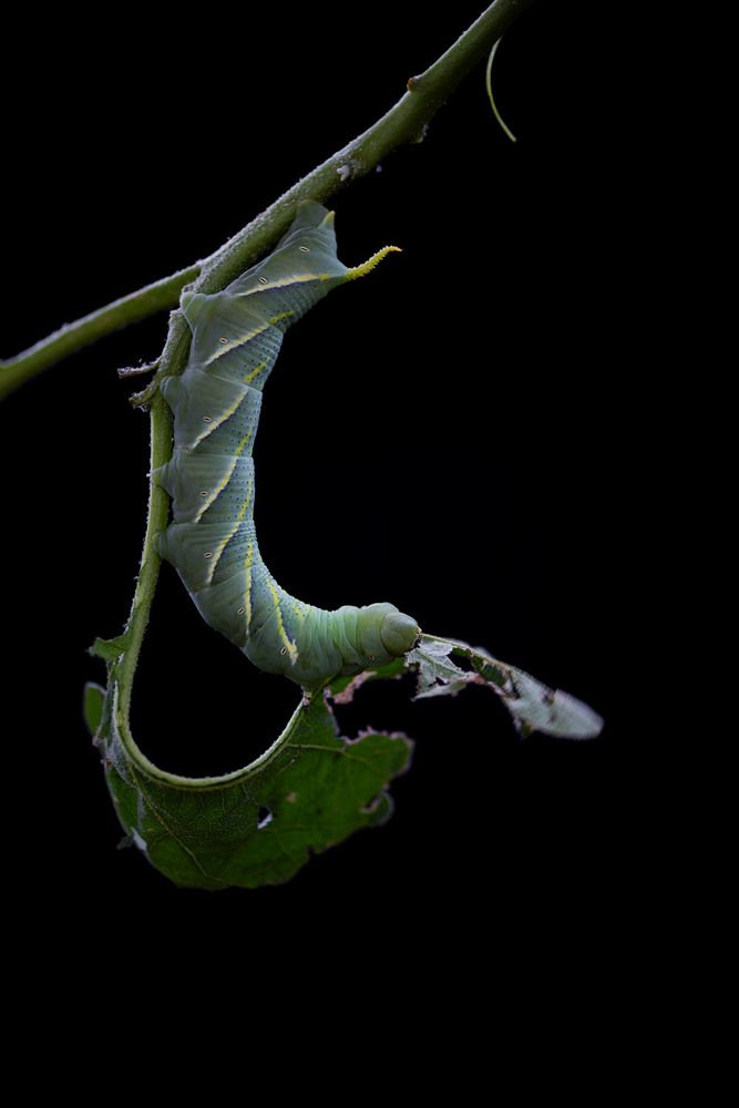 Lunch Times of Green Caterpillar