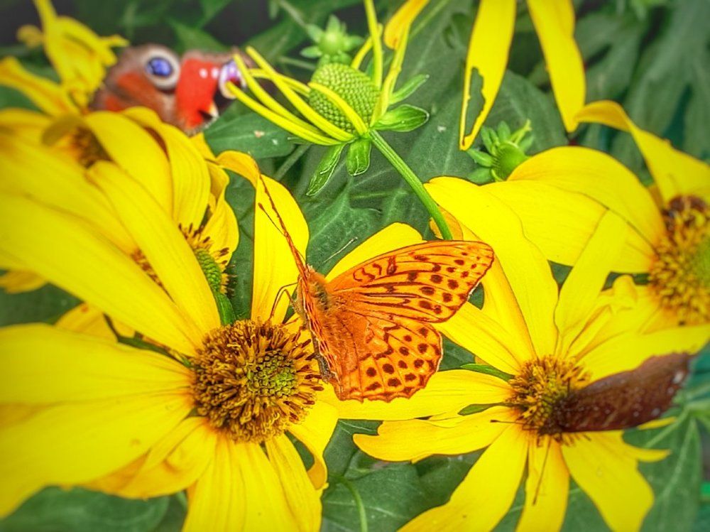 Photograph by Ирина К