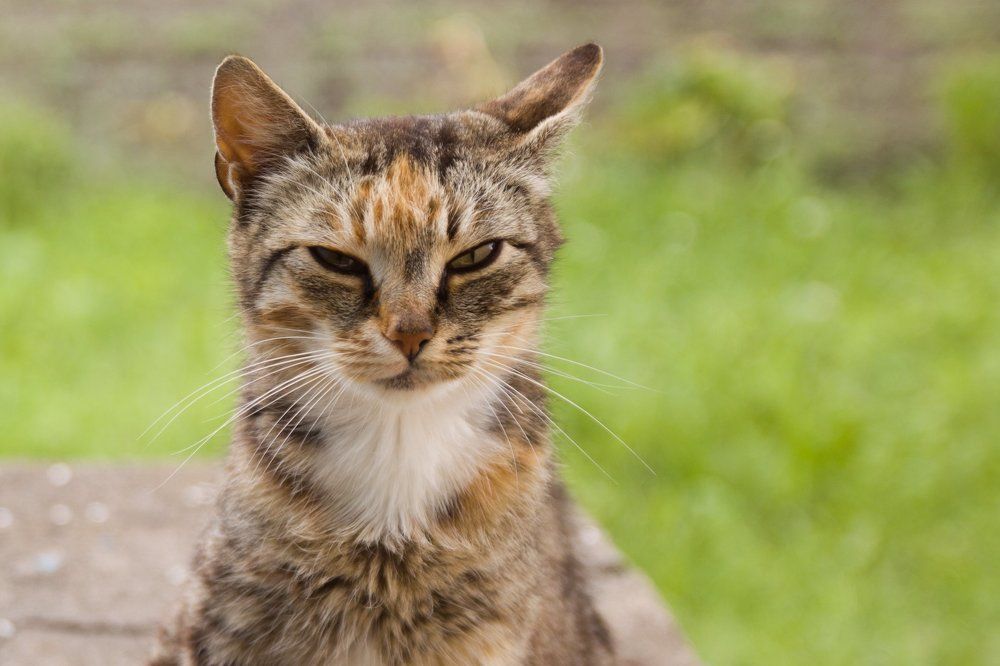 Фотография автора Гудкова Светлана
