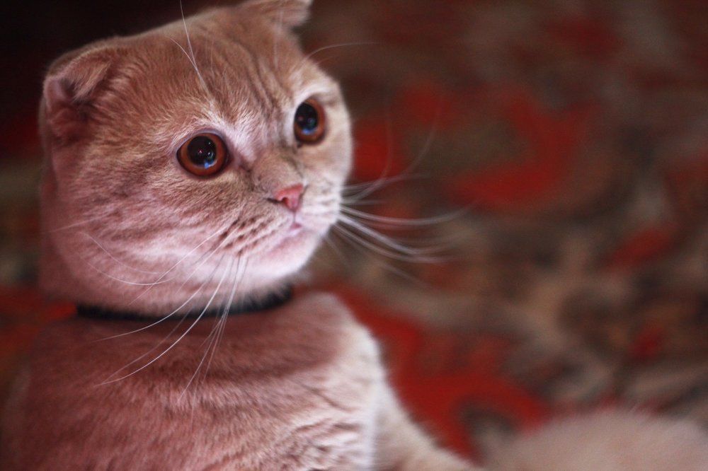 Photograph by Максим Пинчук