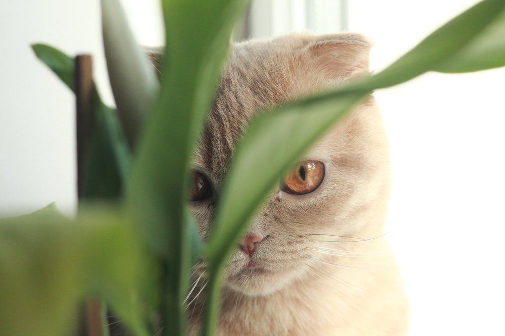 Photograph by Максим Пинчук