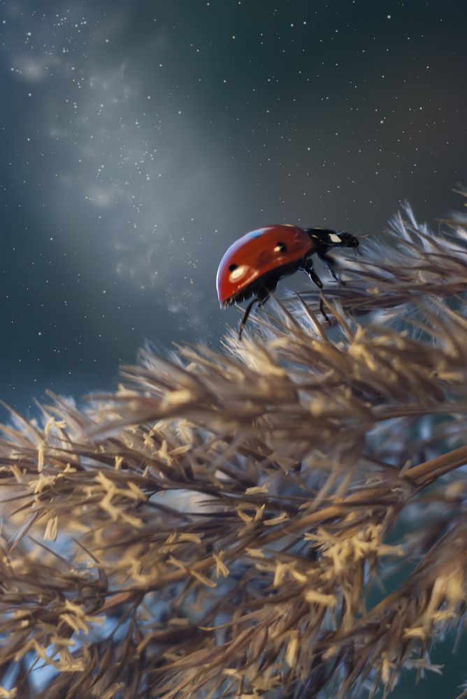 Сквозь тернии к звездам